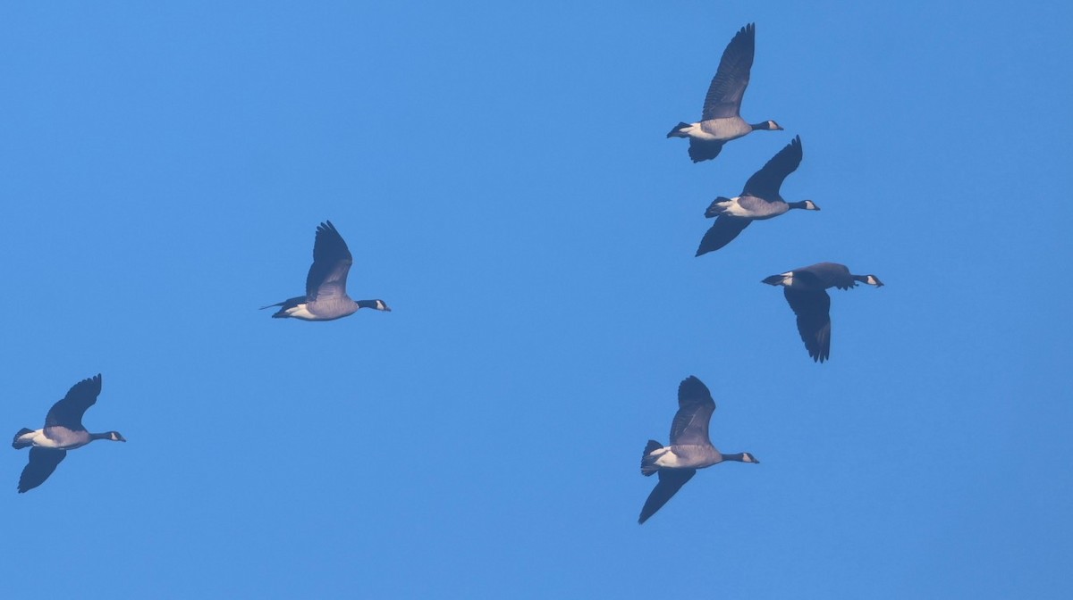 Cackling Goose - ML646116823