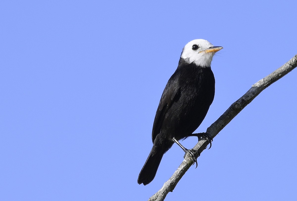 White-headed Marsh Tyrant - ML646116829