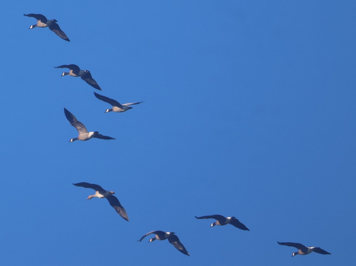 Greater White-fronted Goose - ML646116838