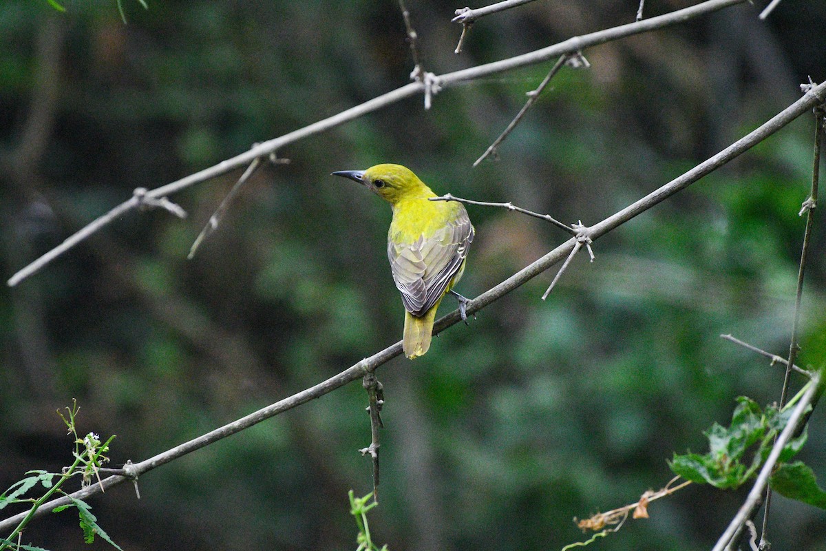 Indian Golden Oriole - ML646116842
