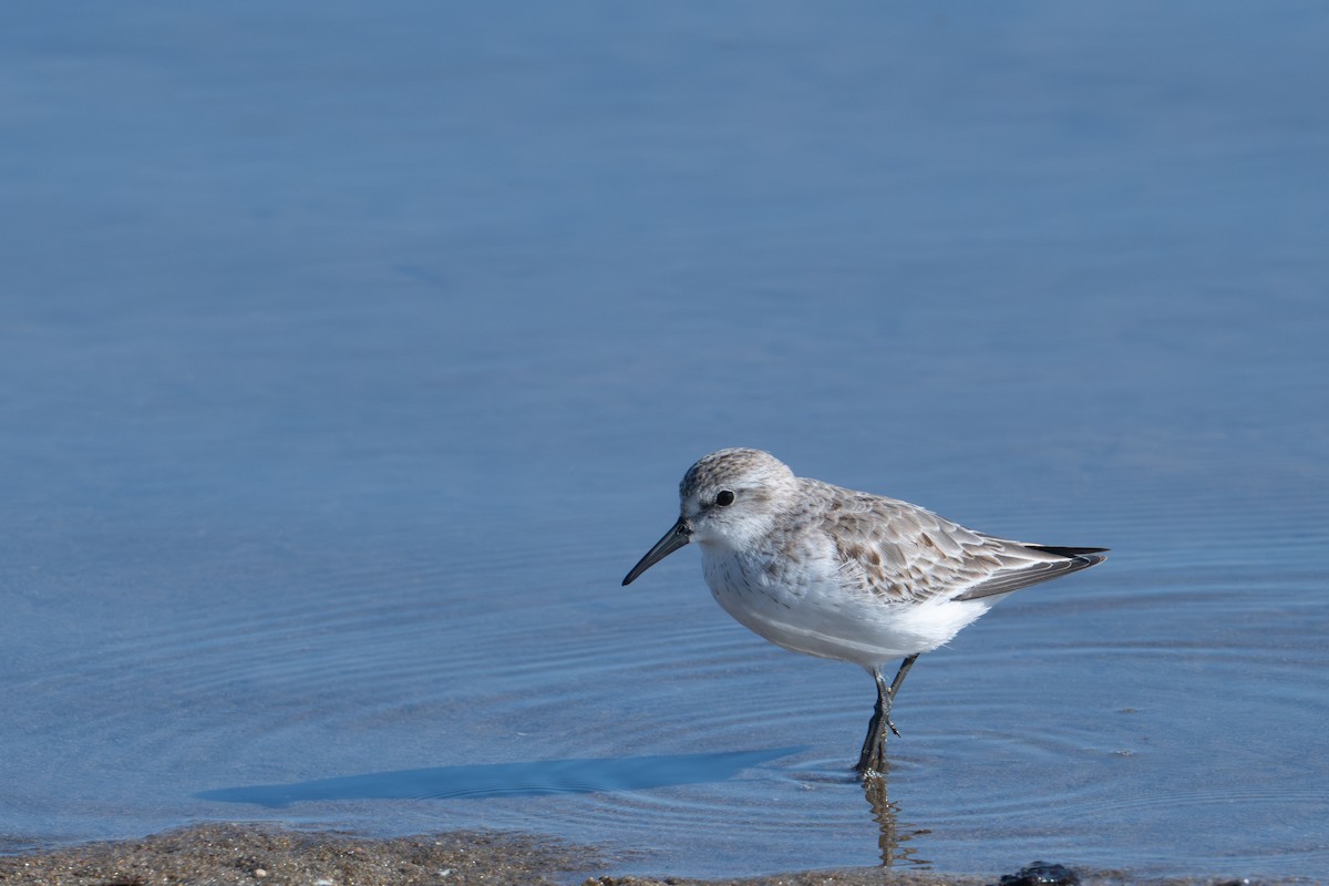 Western Sandpiper - ML646116845