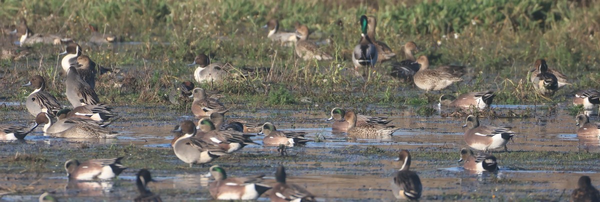 American Wigeon - ML646116851