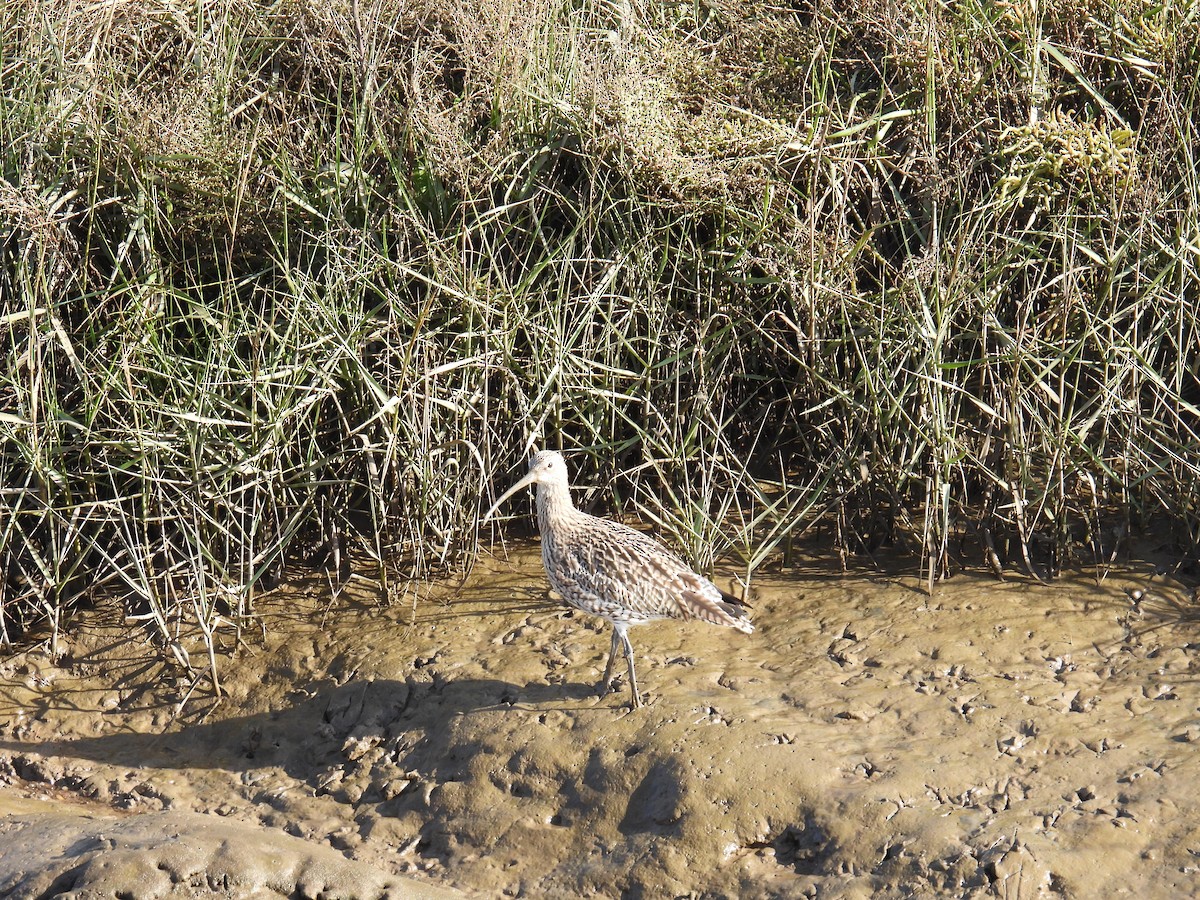 ダイシャクシギ - ML646116858