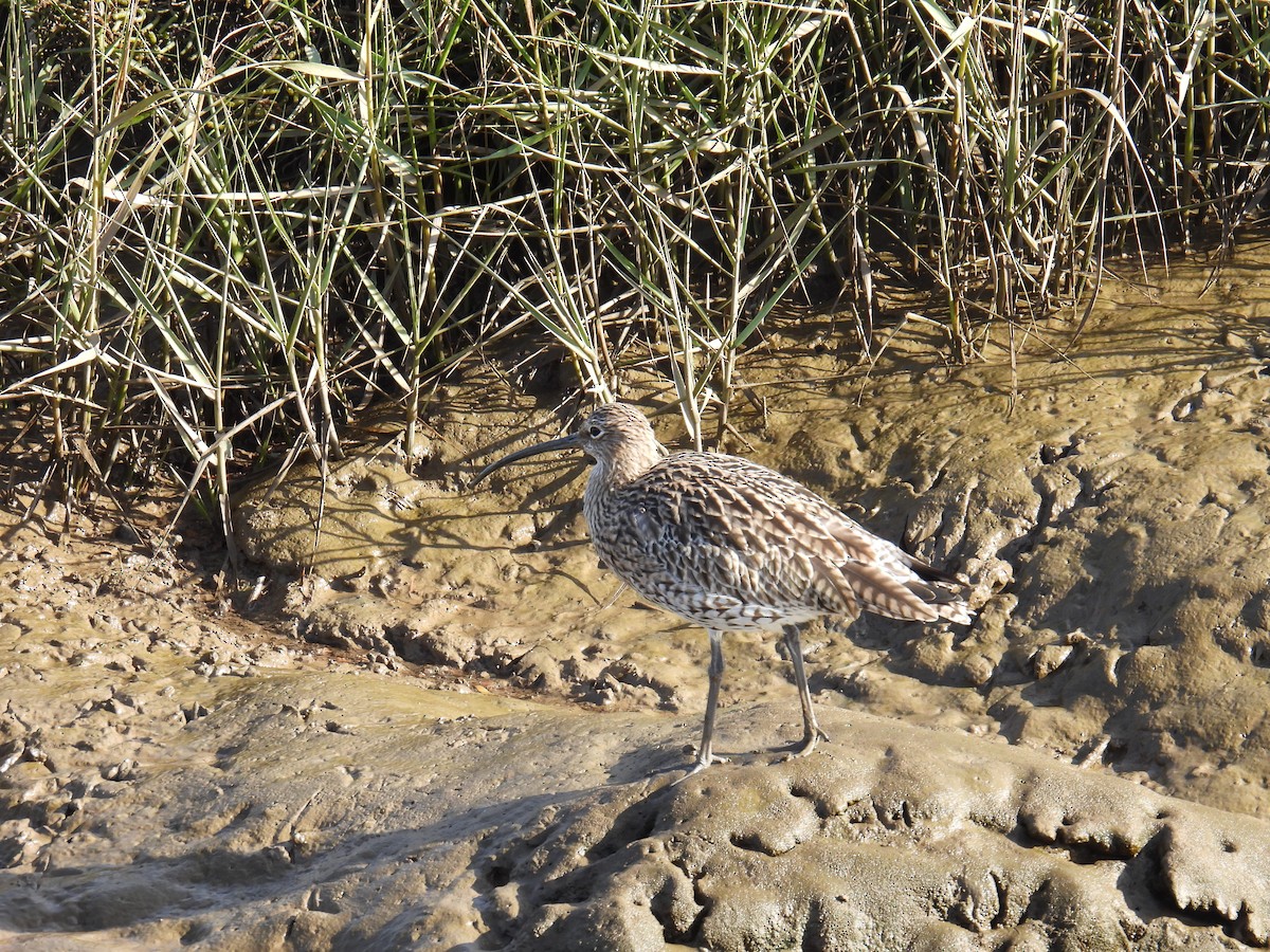 ダイシャクシギ - ML646116859