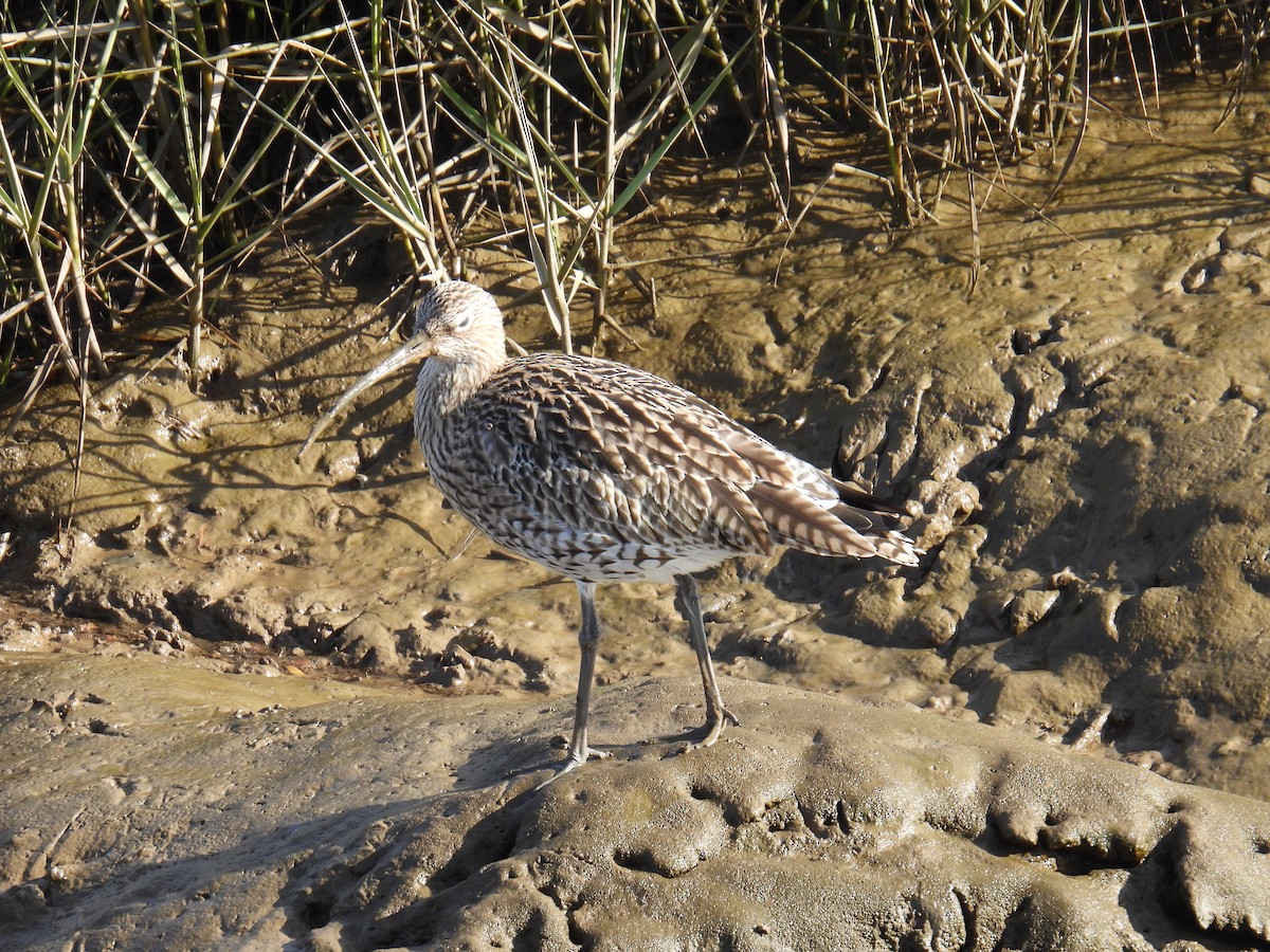 ダイシャクシギ - ML646116860