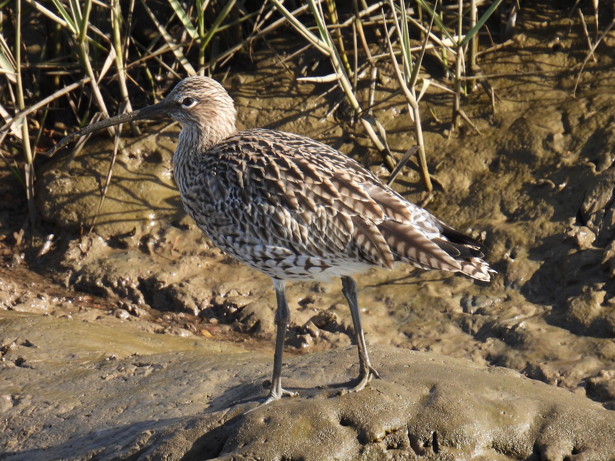 ダイシャクシギ - ML646116861