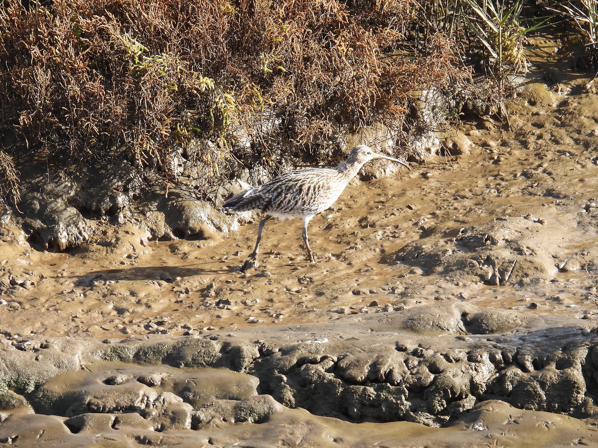 ダイシャクシギ - ML646116862