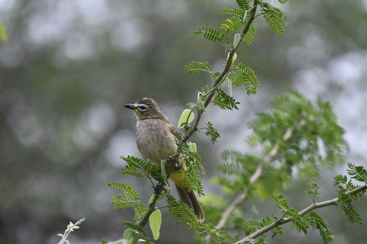 マミジロヒヨドリ - ML646116863