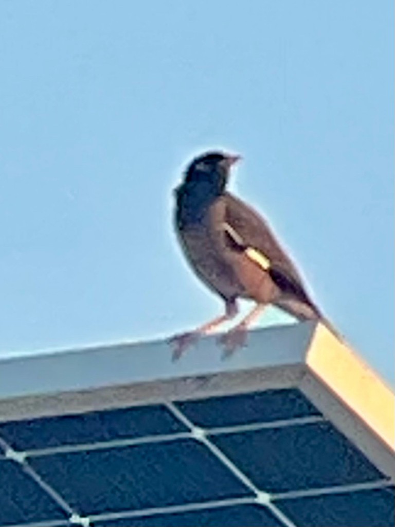 インドハッカ - ML646116864