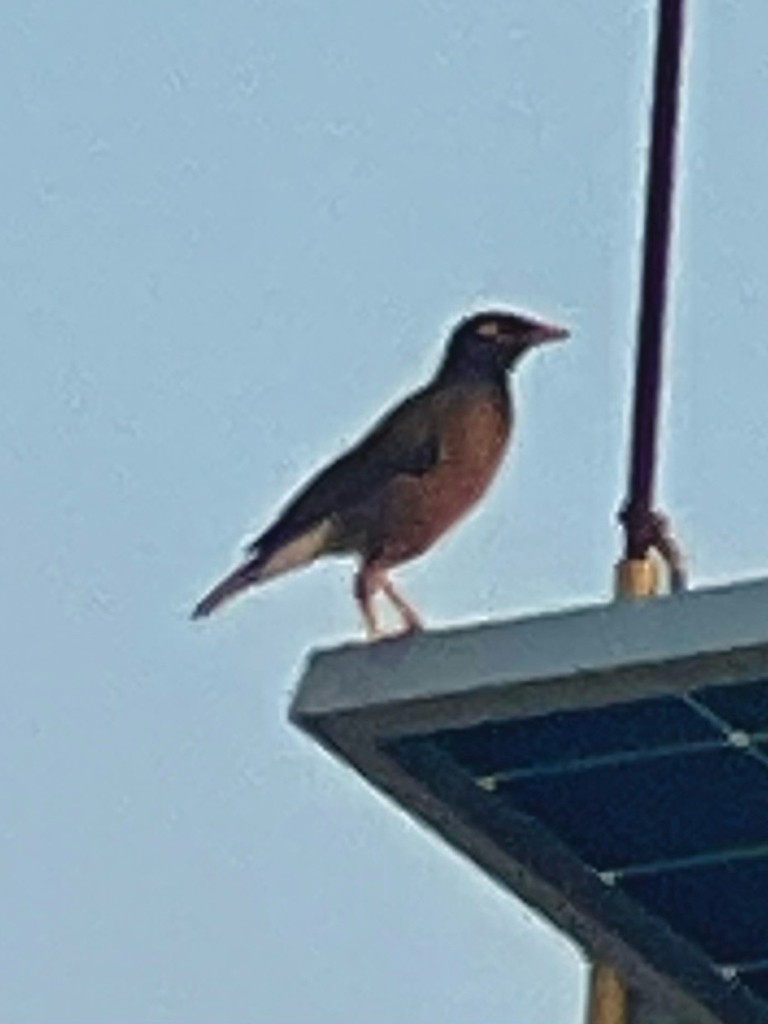 インドハッカ - ML646116865