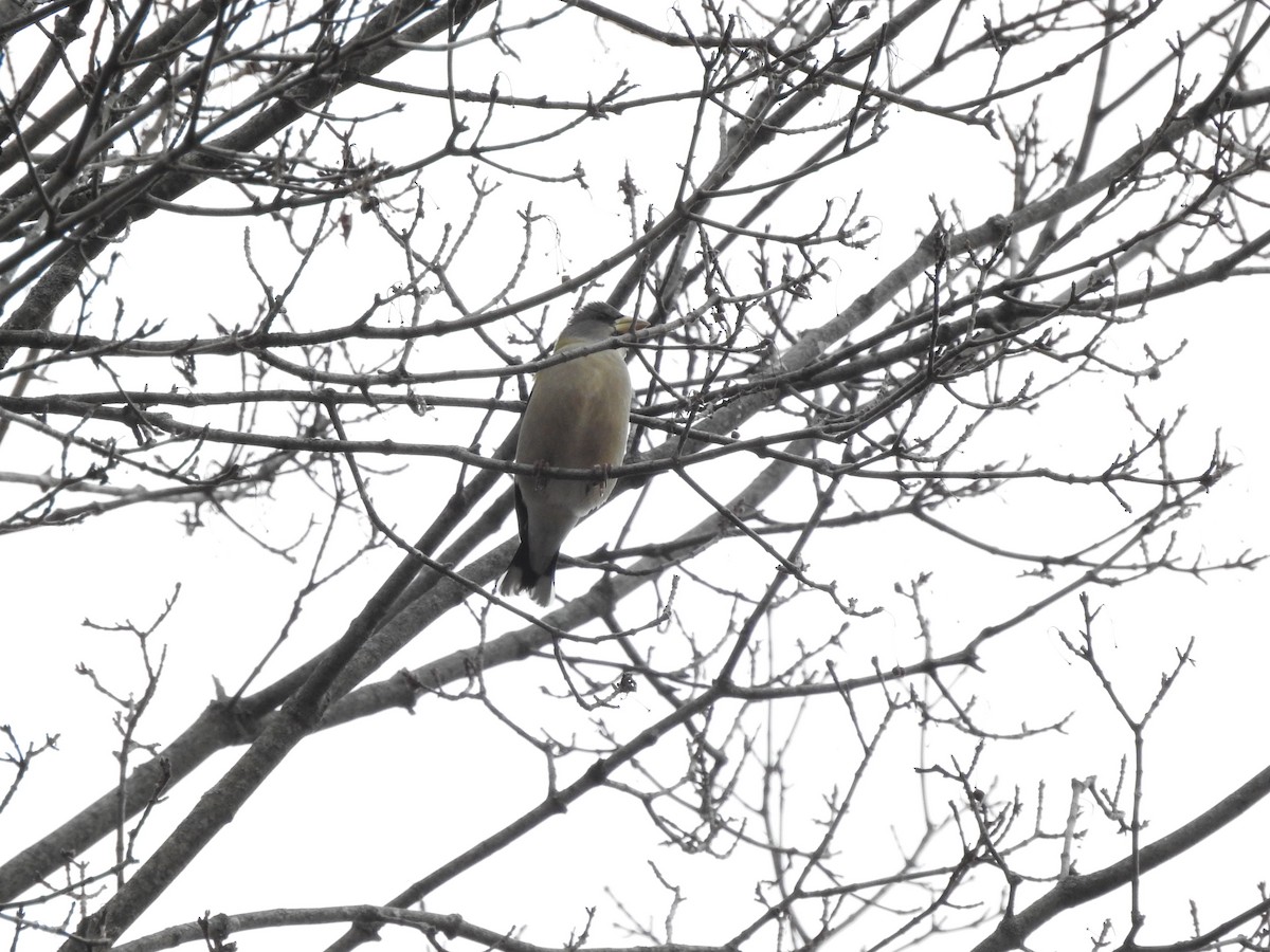 Evening Grosbeak - ML646116867