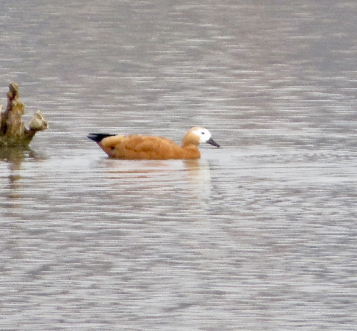 アカツクシガモ - ML646116868