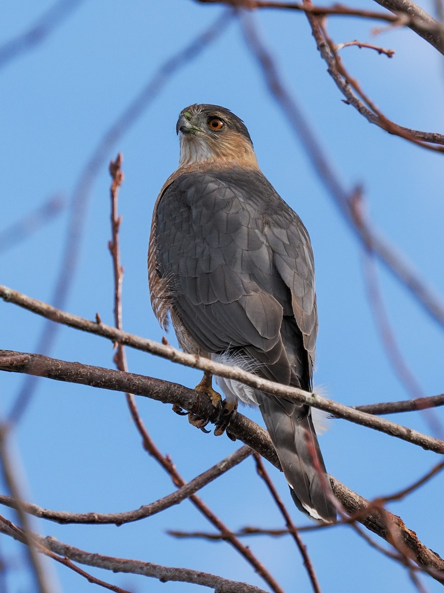 クーパーハイタカ - ML646116869