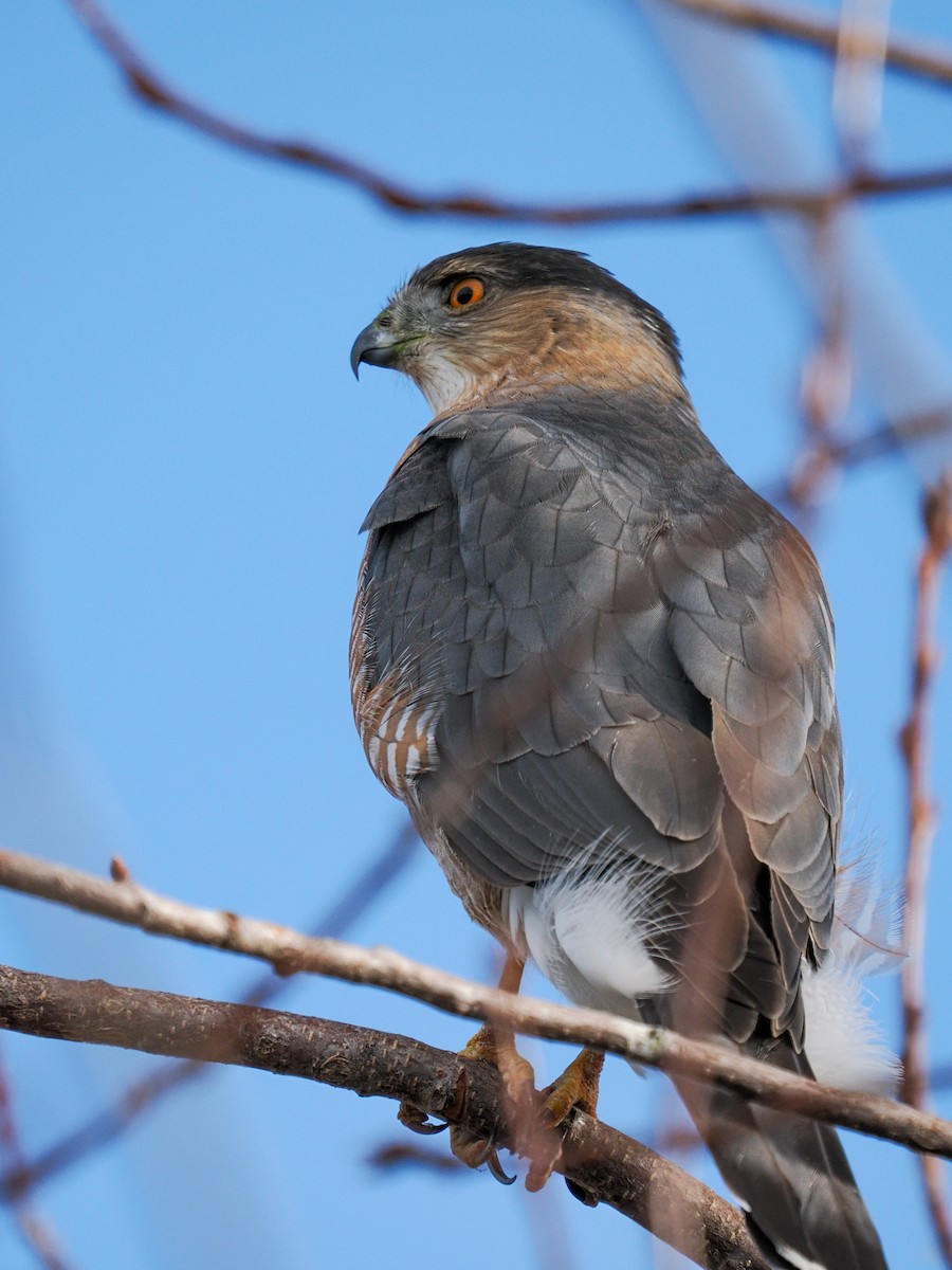 クーパーハイタカ - ML646116870