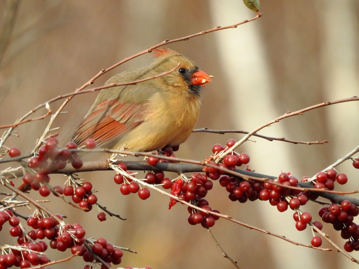 ショウジョウコウカンチョウ - ML646116871