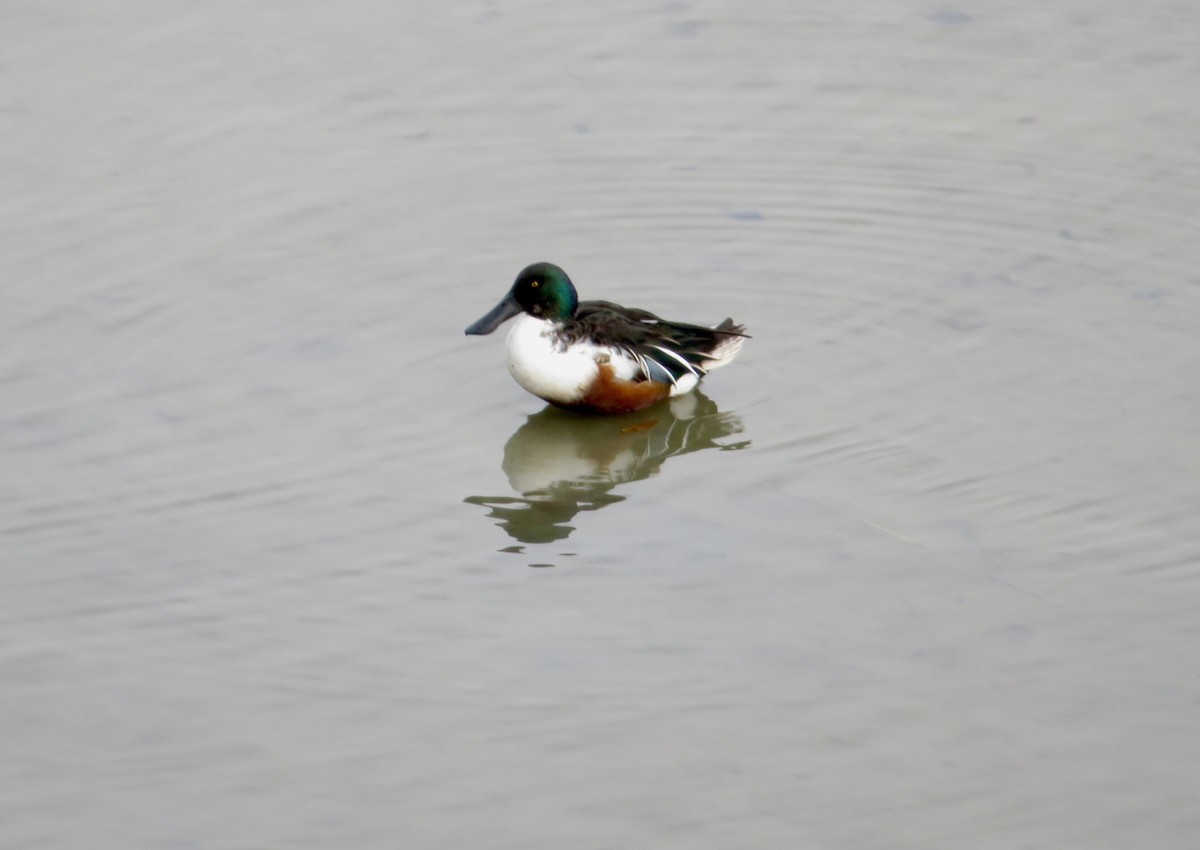 ハシビロガモ - ML646116872