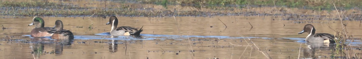 オナガガモ - ML646116873