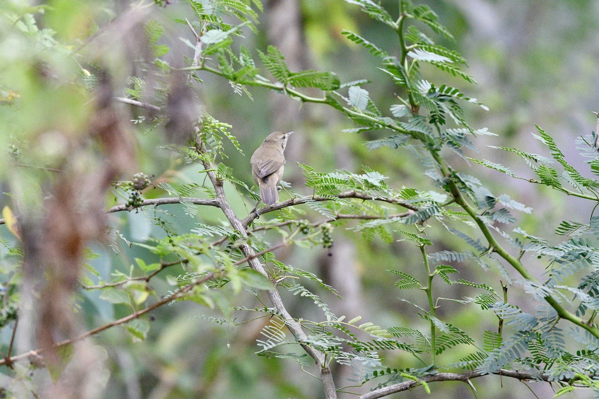 アラビアウタムシクイ - ML646116875