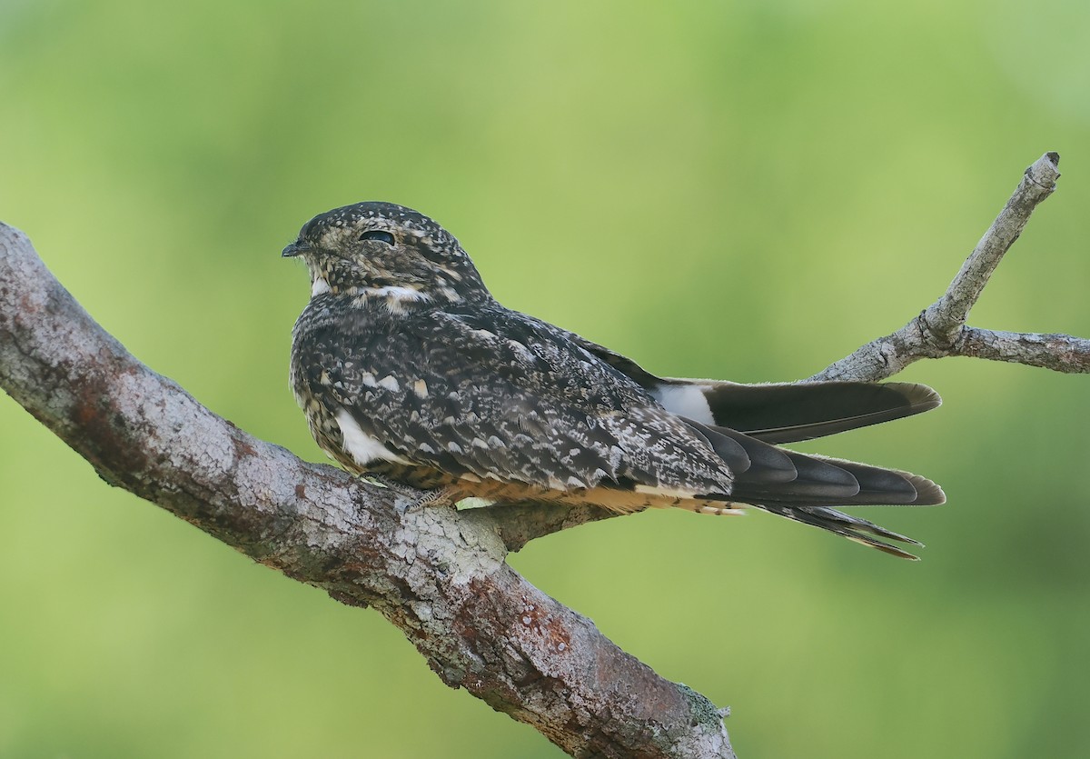 コアメリカヨタカ - ML646116876