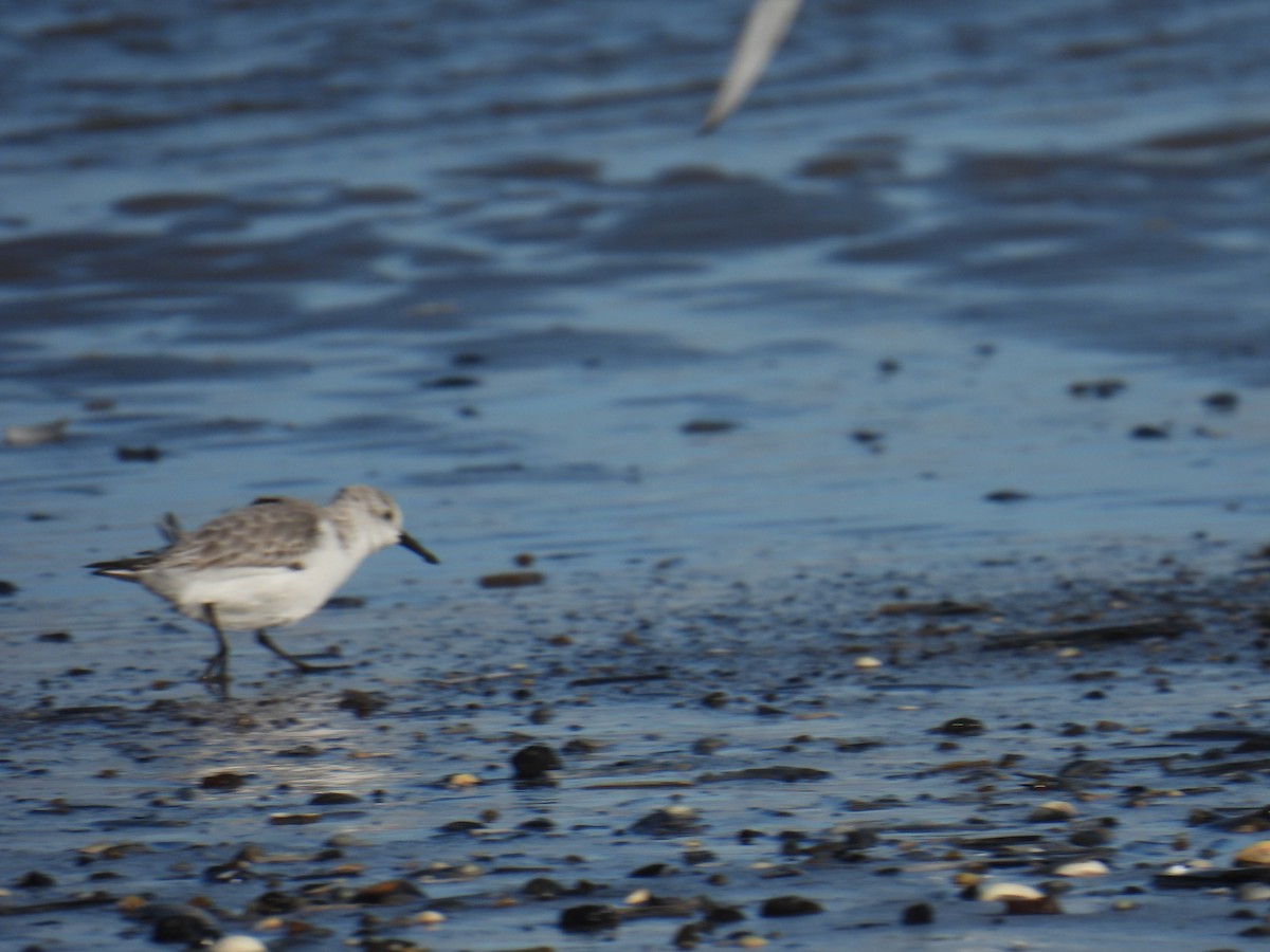 ミユビシギ - ML646116877