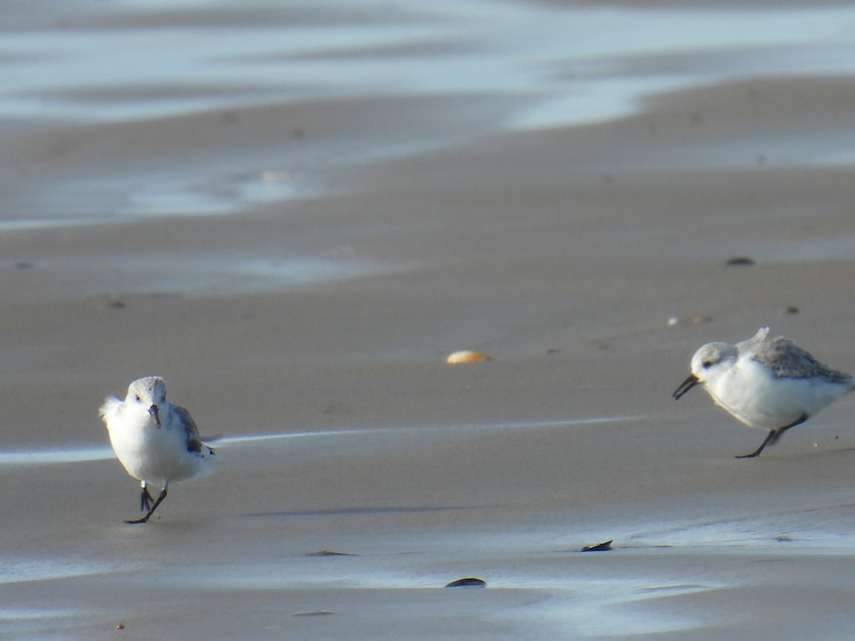 ミユビシギ - ML646116878