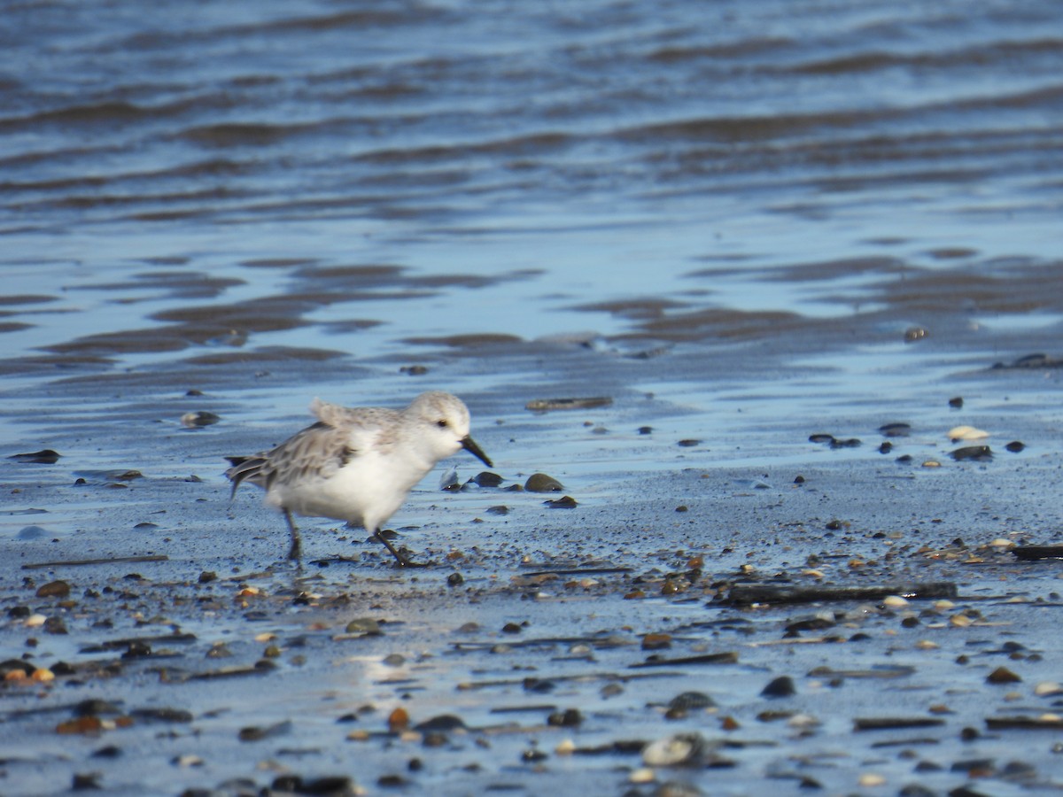 ミユビシギ - ML646116879