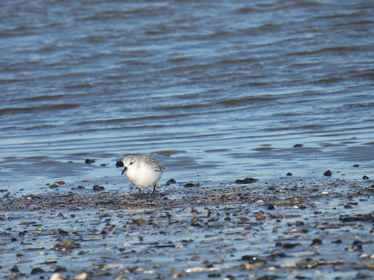 ミユビシギ - ML646116880