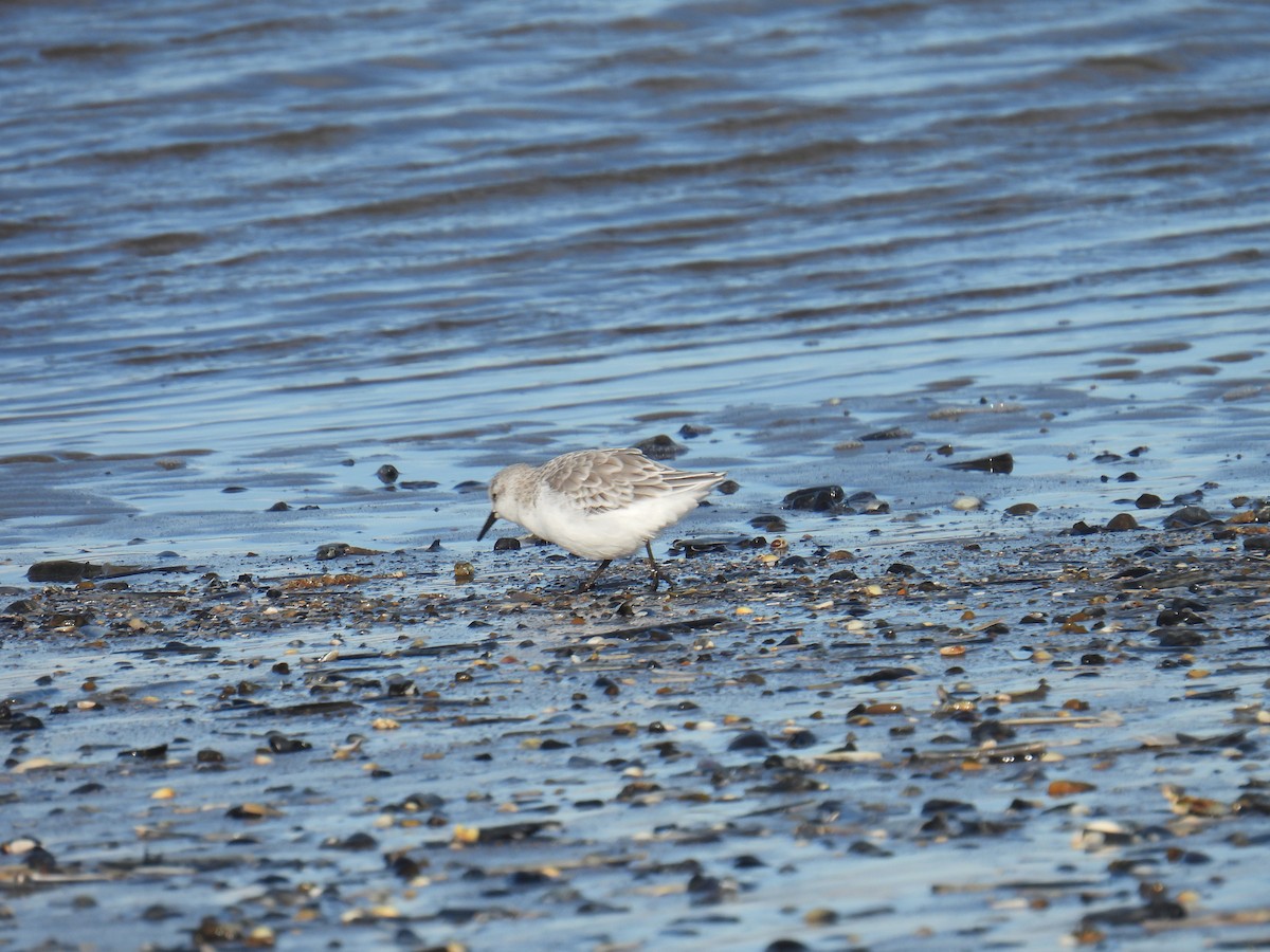 ミユビシギ - ML646116881