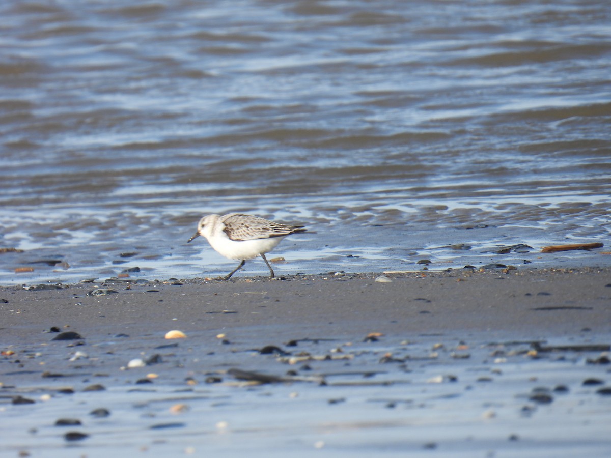 ミユビシギ - ML646116882