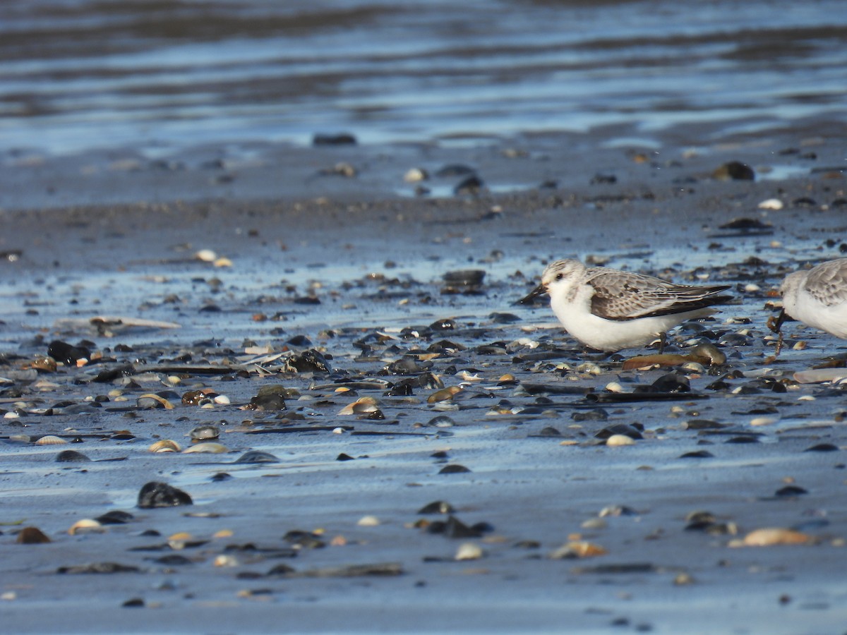 ミユビシギ - ML646116883