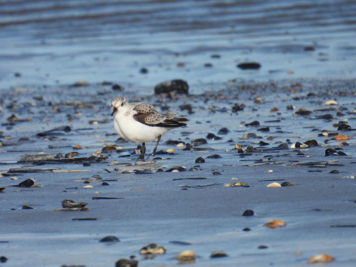 ミユビシギ - ML646116884