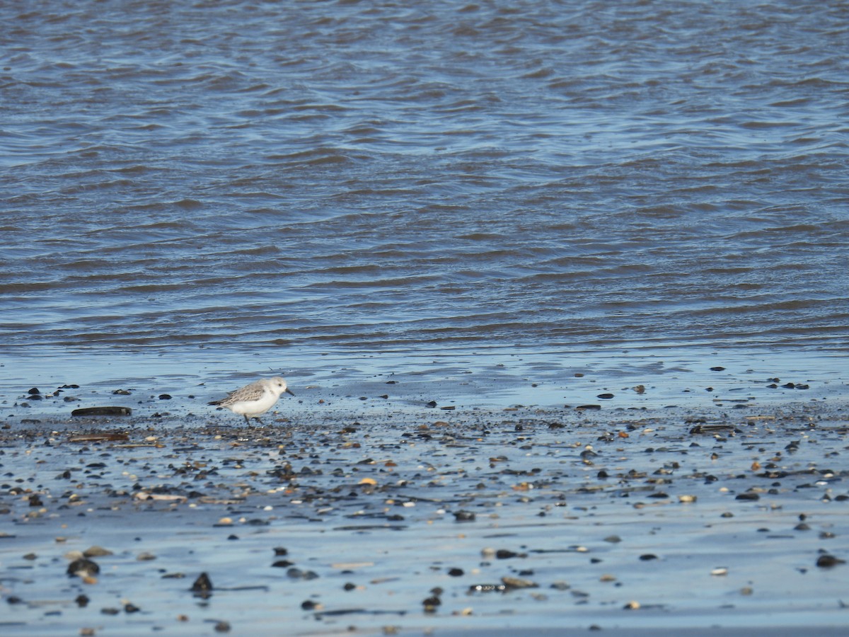 ミユビシギ - ML646116885