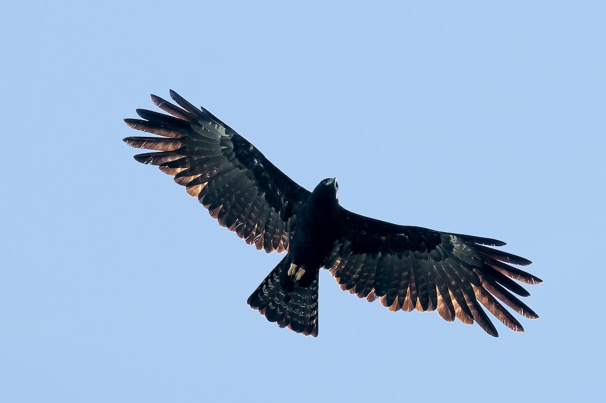 カザノワシ - ML646116886