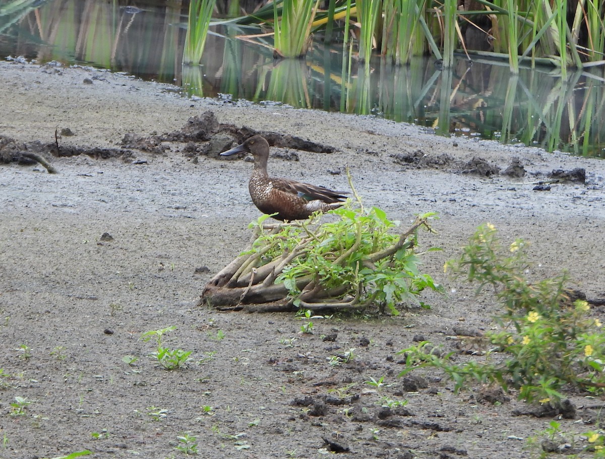 lžičák pestrý - ML646116888