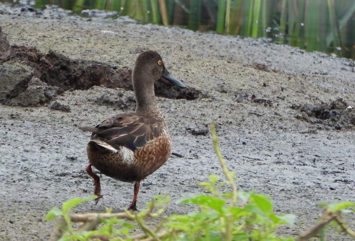 lžičák pestrý - ML646116889