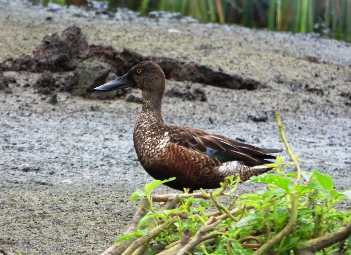 lžičák pestrý - ML646116890