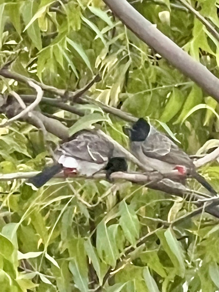 シリアカヒヨドリ - ML646116895