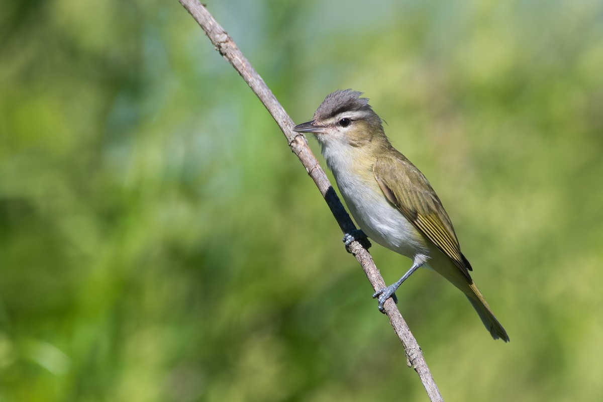 Chivi Vireo - ML646116897