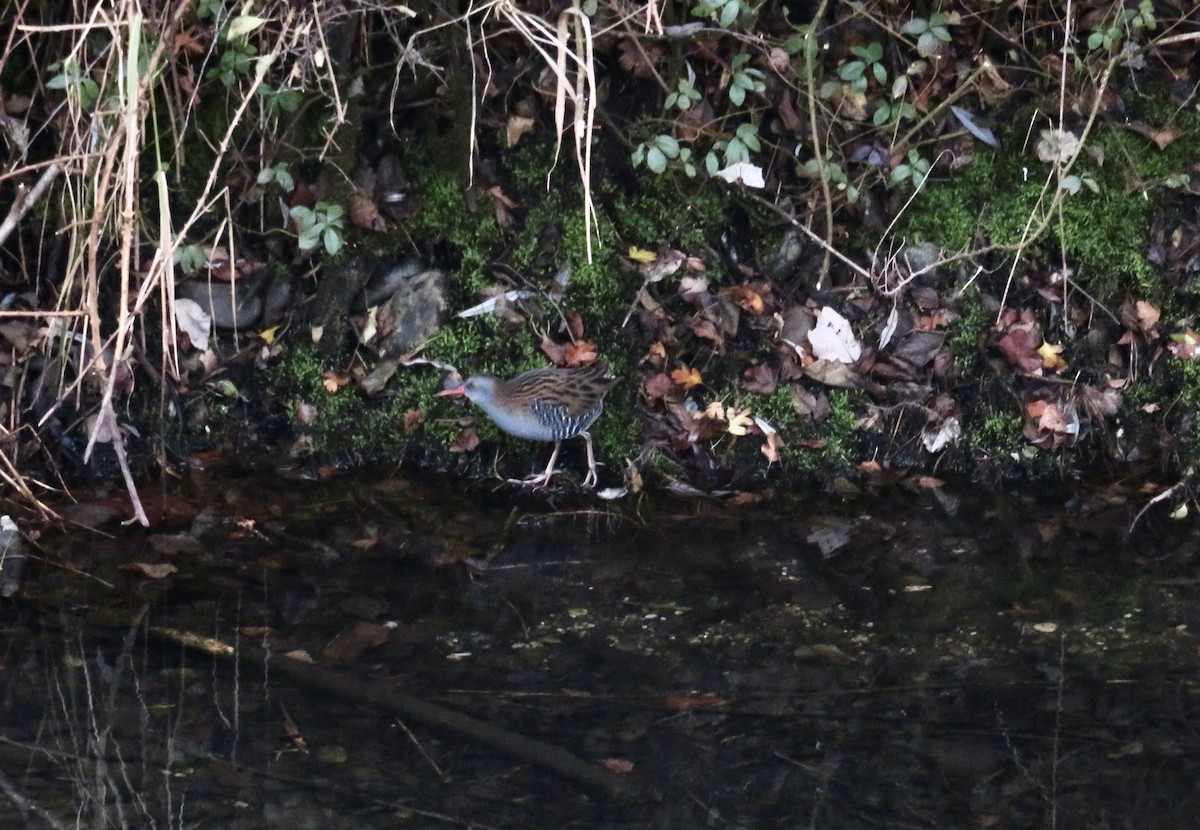 西方秧雞 - ML646116898