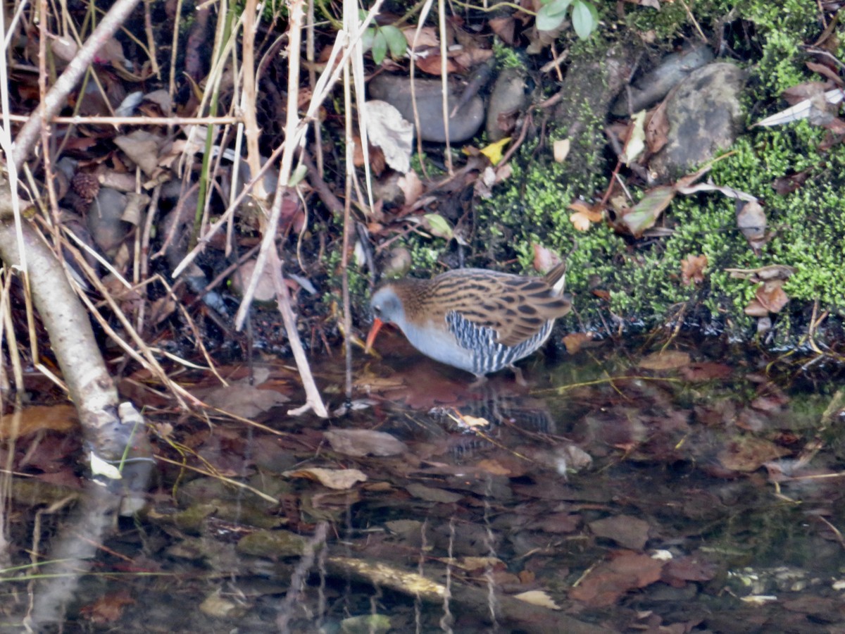 西方秧雞 - ML646116899