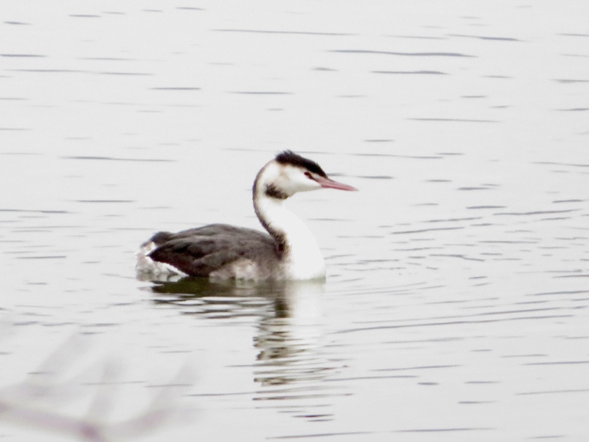 Great Crested Grebe - ML646116911