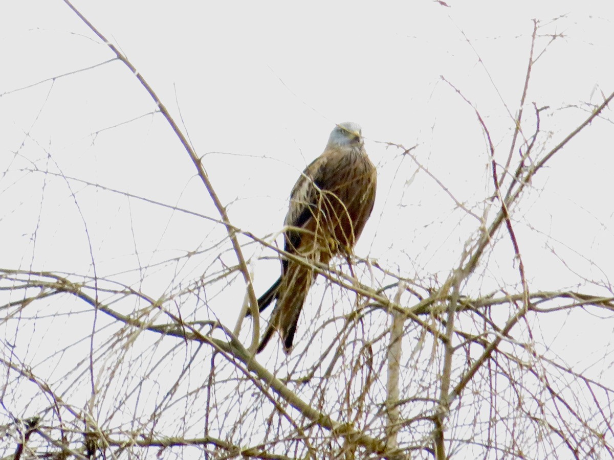 Red Kite - ML646116916