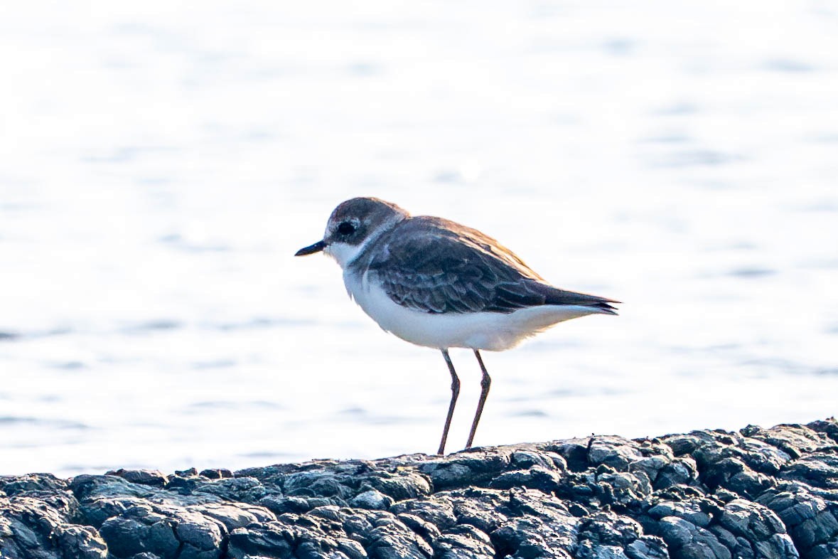 Tibet Cılıbıtı - ML646116923