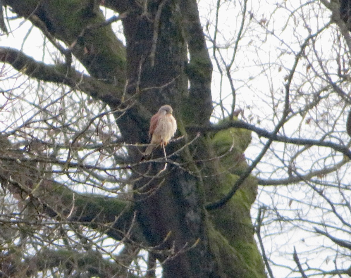 紅隼 - ML646116924