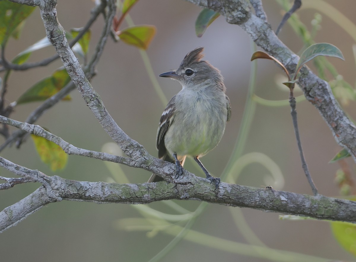 Plain-crested Elaenia - ML646116925