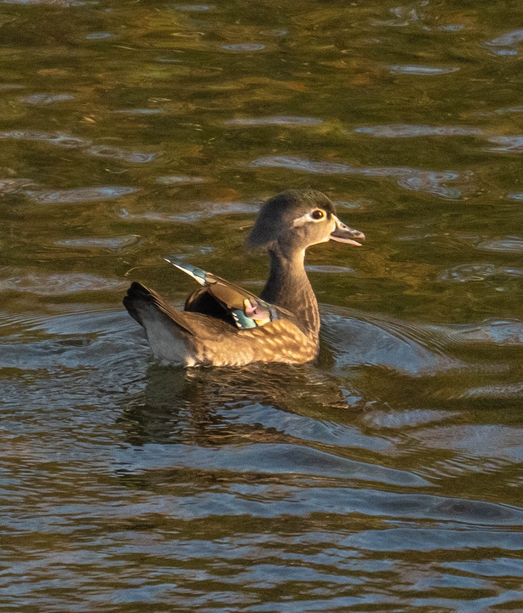 Canard branchu - ML646116927