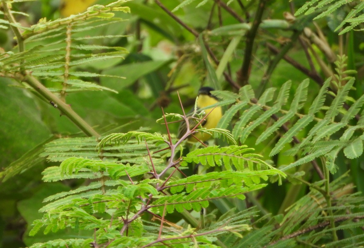 Common Tody-Flycatcher - ML646116930