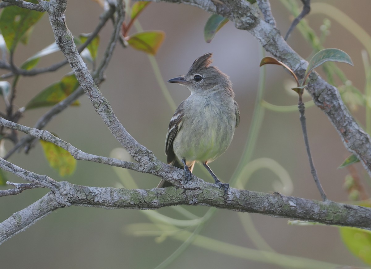 Plain-crested Elaenia - ML646116931