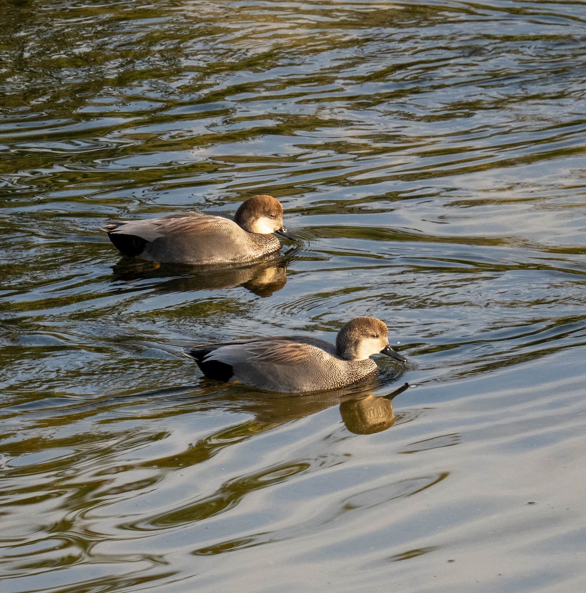 Gadwall - ML646116932
