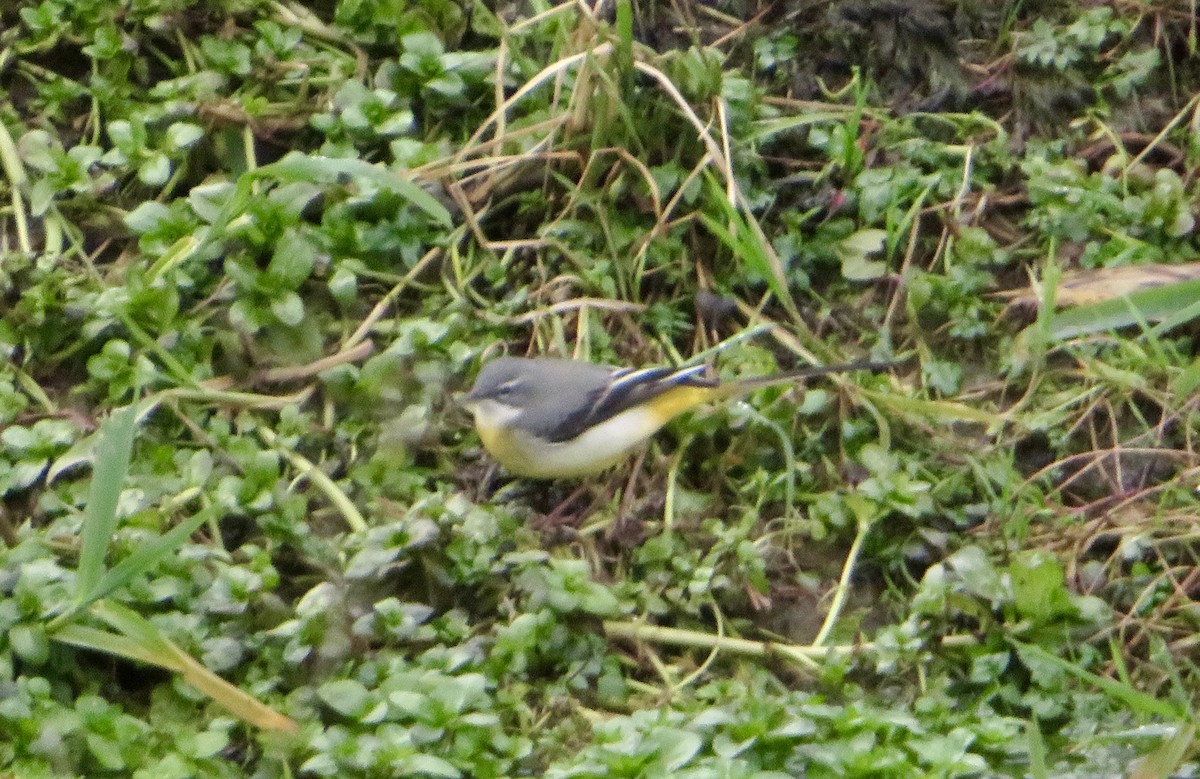 Gray Wagtail - ML646116933